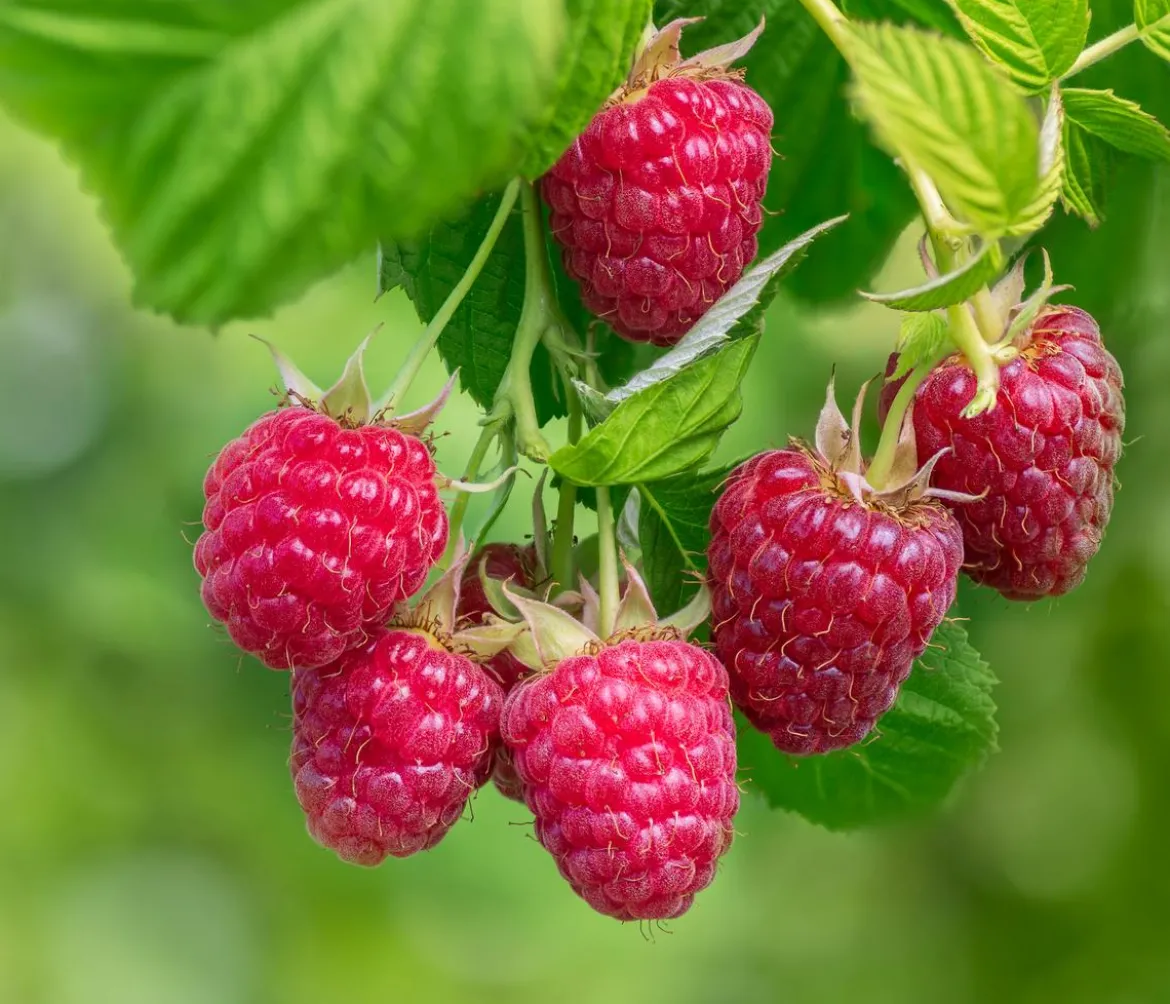 Bio Himbeere 'Autumn Belle'®