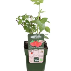 Bio Himbeere 'Autumn First®'