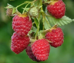 Bio Himbeere 'Autumn First®'