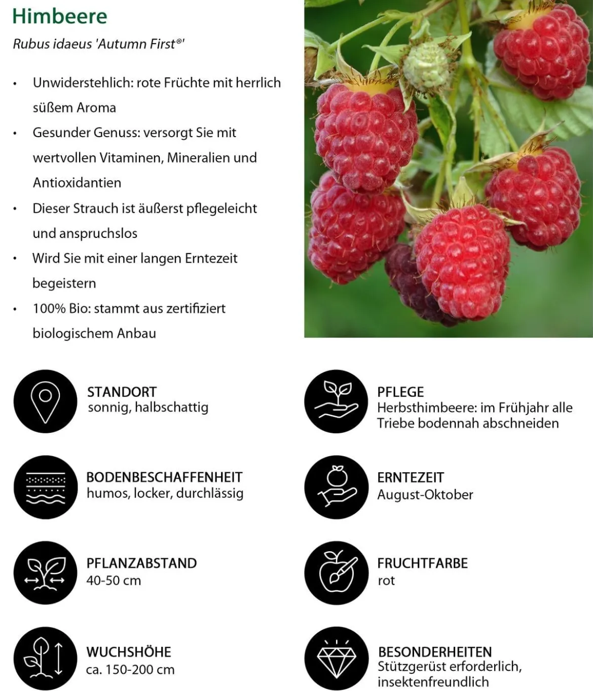 Bio Himbeere 'Autumn First®'