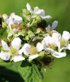 Bio Himbeere 'Golden Everest'