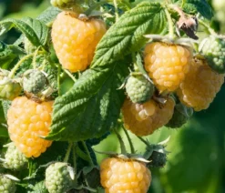 Bio Himbeere 'Golden Everest'