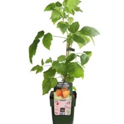 Bio Himbeere 'Golden Everest'