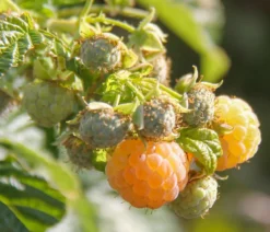 Bio Himbeere 'Goodasgold®'