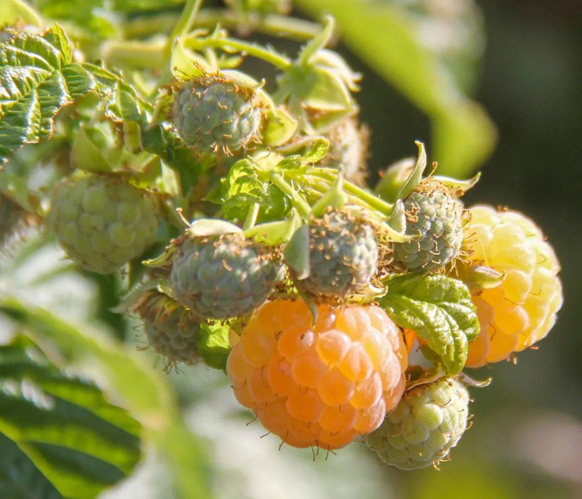 Bio Himbeere 'Goodasgold®'