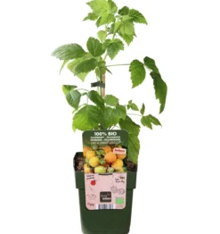 Bio Himbeere 'Goodasgold®'