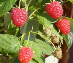 Bio Himbeere 'Malling Promise'