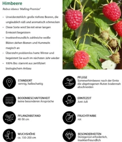 Bio Himbeere 'Malling Promise'
