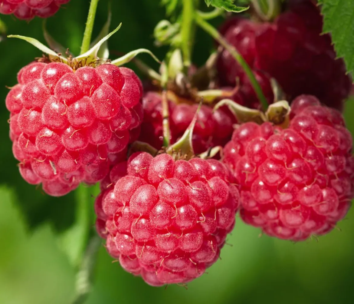 Bio Himbeere 'Malling Promise'