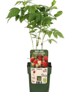 Bio Himbeere 'Malling Promise'