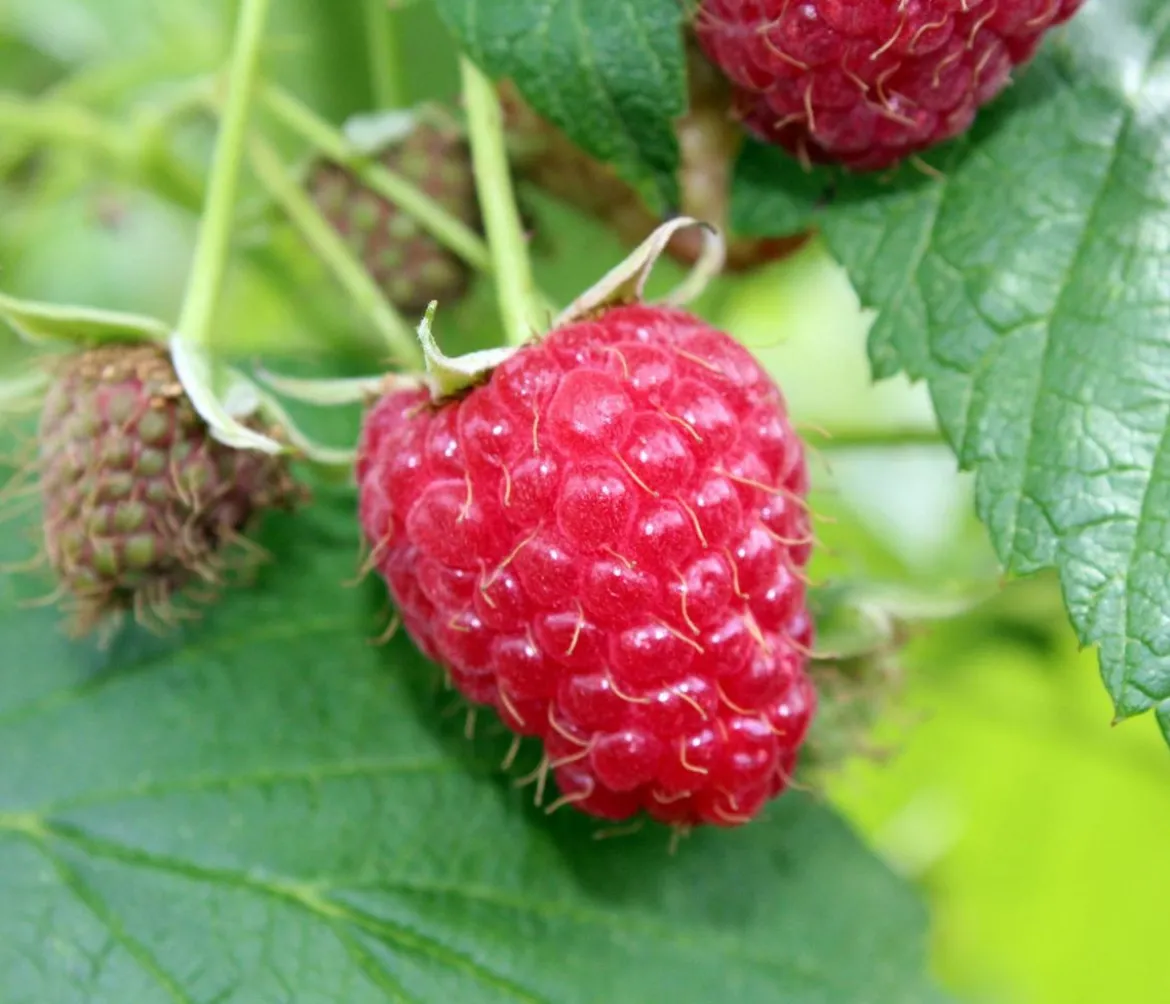 Bio Himbeere 'Sanibelle'®