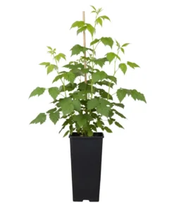 Bio Himbeere 'Sanibelle'®
