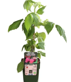 Bio Himbeere 'Sugana® Twotimer®', rot