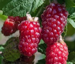 Bio Him-Brombeere 'Tayberry'