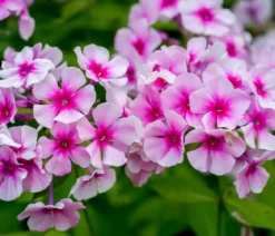 Bio Hohe Flammenblume 'Bright Eyes'