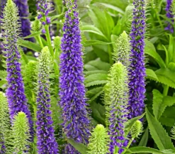 Bio Ähriger Ehrenpreis 'Ulster Dwarf Blue'