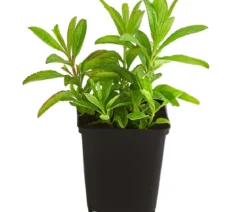 Bio Ähriger Ehrenpreis 'Ulster Dwarf Blue'