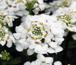 Bio Immergrüne Schleifenblume 'Schneeflocke'