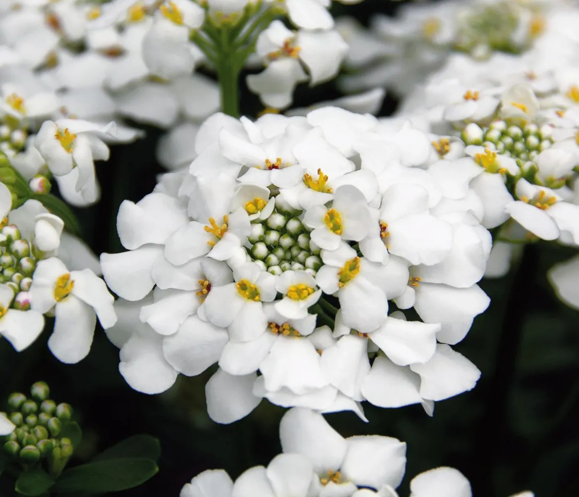 Bio Immergrüne Schleifenblume 'Schneeflocke'