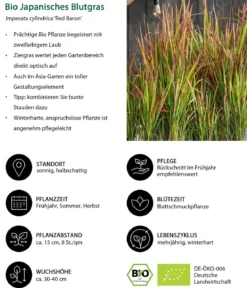 Bio Japanisches Blutgras 'Red Baron'
