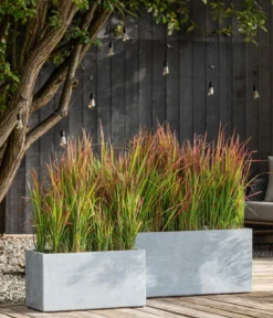 Bio Japanisches Blutgras 'Red Baron'
