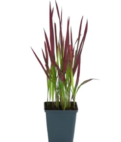 Bio Japanisches Blutgras 'Red Baron'