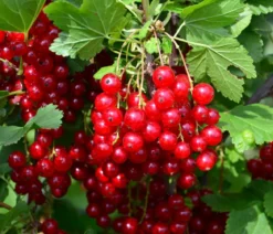 Bio Johannisbeere 'Rovada'