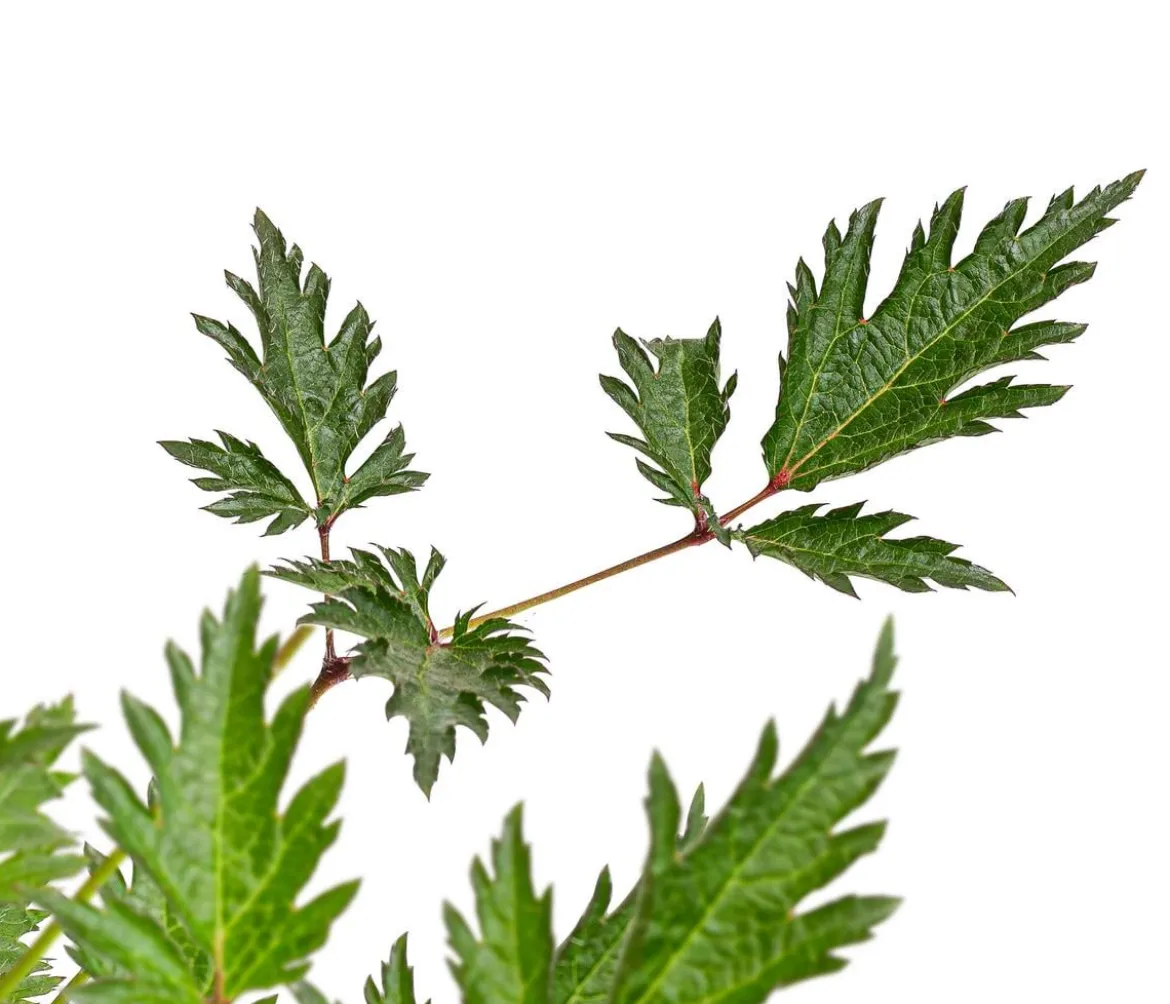 Bio Kahle Prachtspiere 'Sprite'