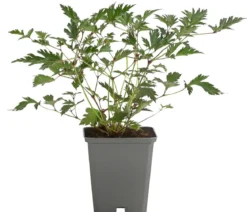 Bio Kahle Prachtspiere 'Sprite'