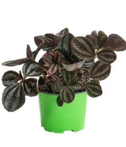 Bio Kanonierblume - Pilea involucrata 'Friendship'