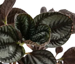 Bio Kanonierblume - Pilea involucrata 'Friendship'
