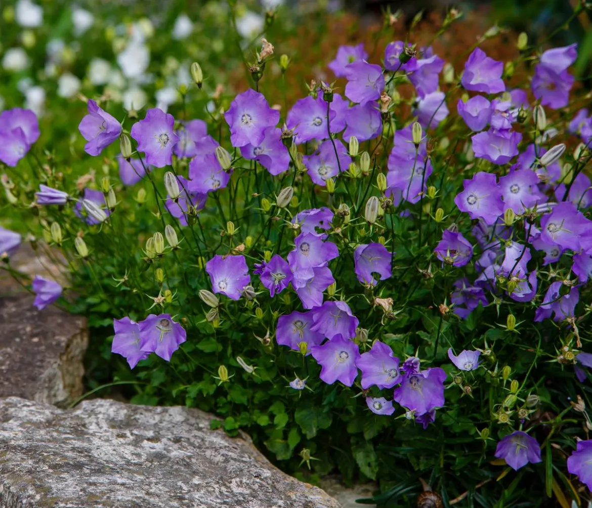 Bio Karpaten-Glockenblume, blau