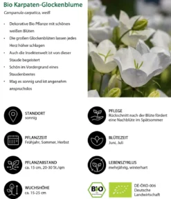 Bio Karpaten-Glockenblume, weiß