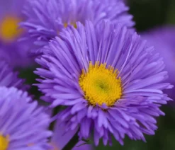 Bio Kissen-Aster 'Prof. Anton Kippenberg'