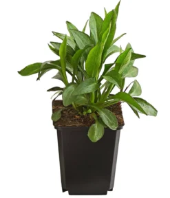 Bio Kissen-Aster 'Prof. Anton Kippenberg'