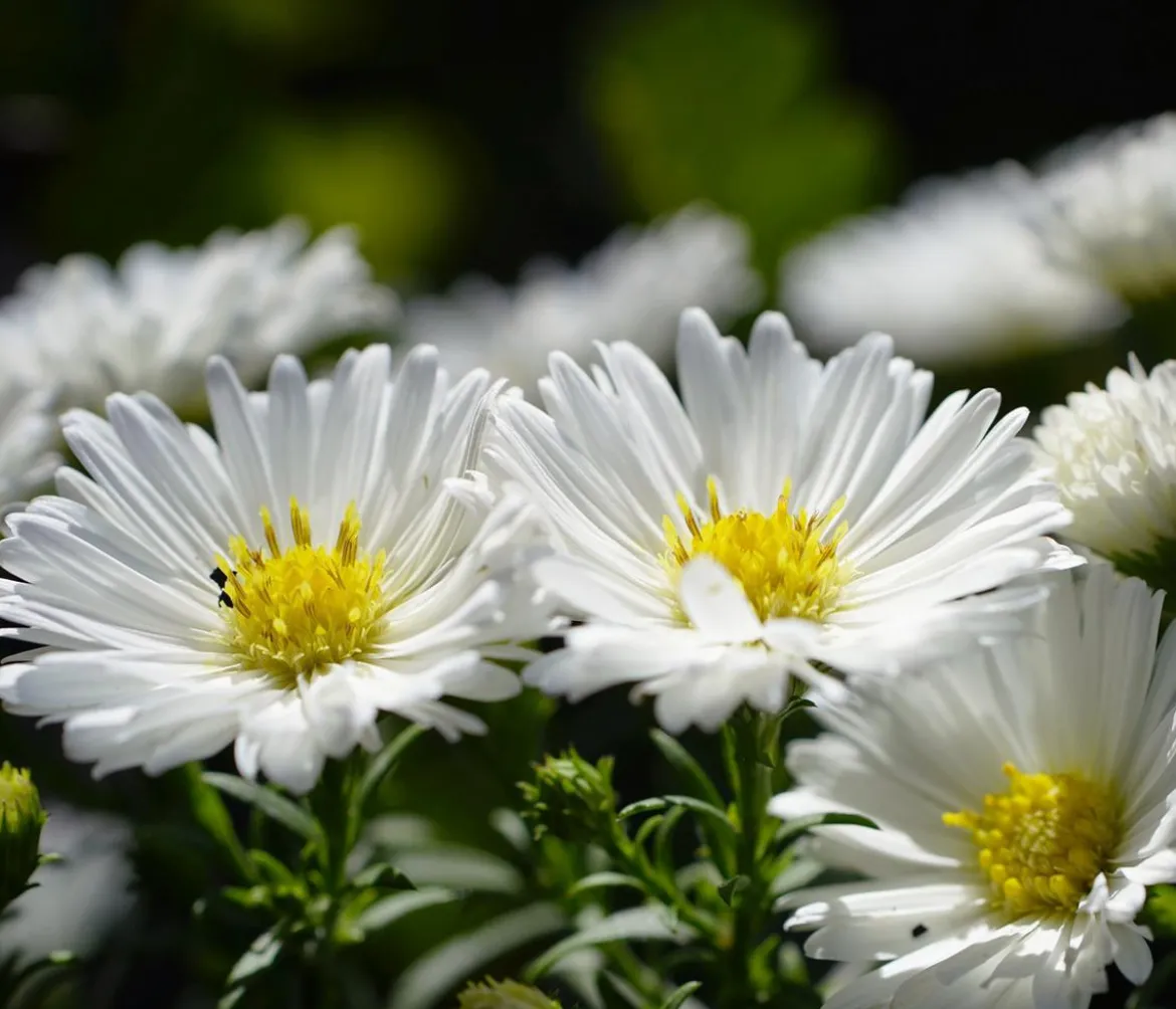 Bio Kissen-Aster 'Schneekissen'