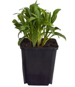 Bio Kissen-Aster 'Schneekissen'