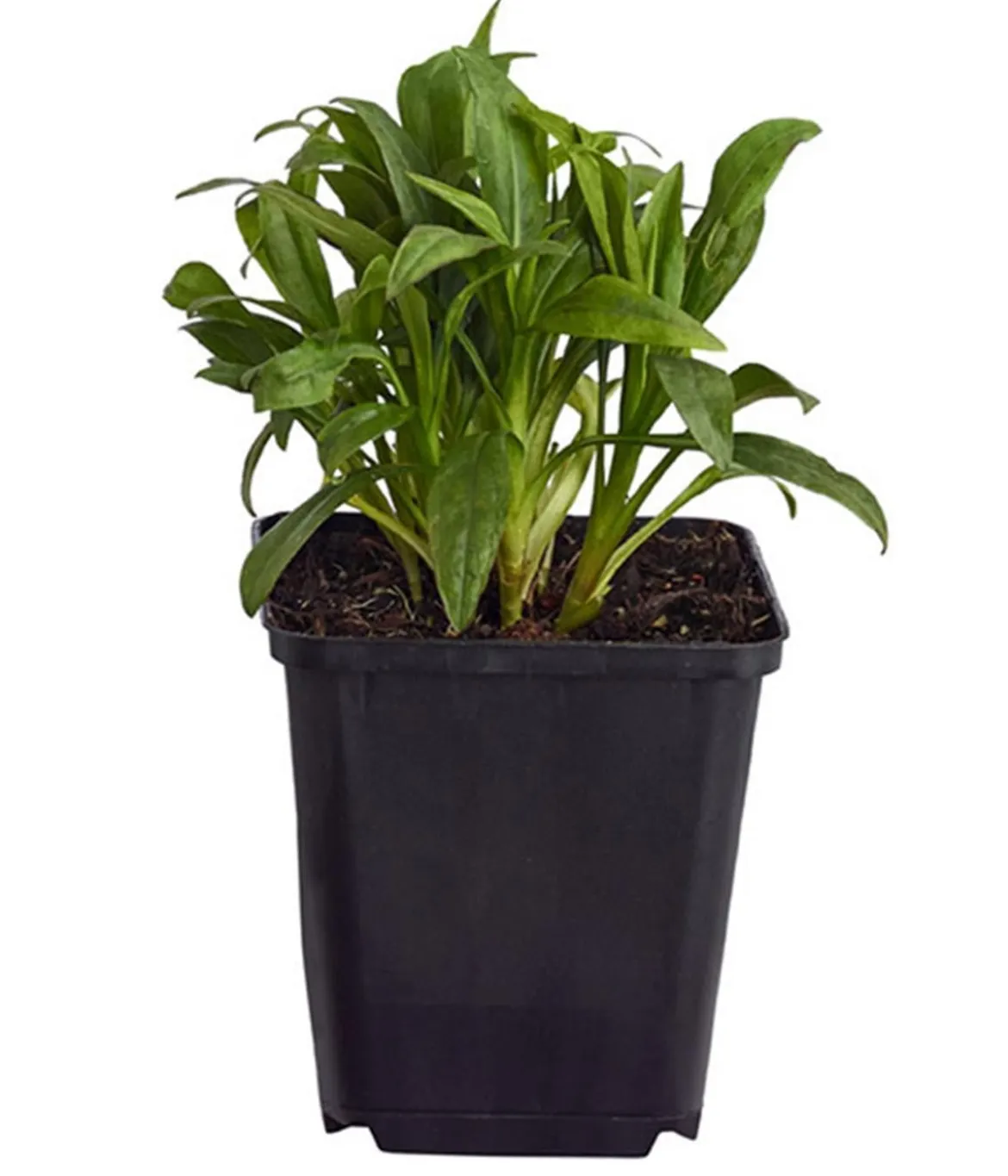 Bio Kissen-Aster 'Schneekissen'