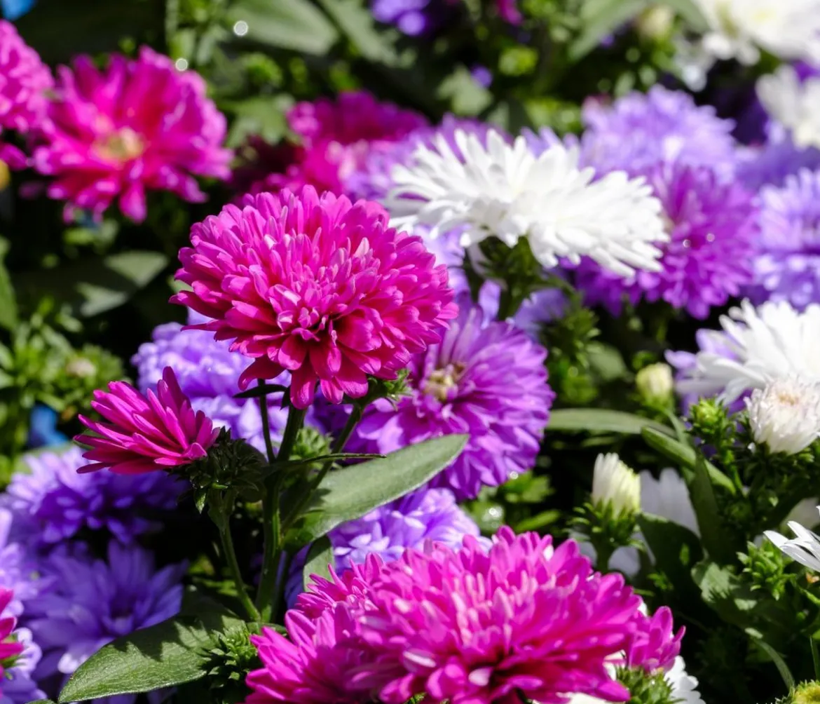 Bio Kissen-Aster 'Schneekissen'