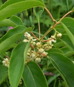Bio Kiwi 'Issai'