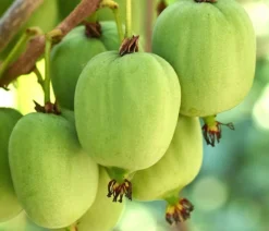 Bio Kiwi 'Issai'
