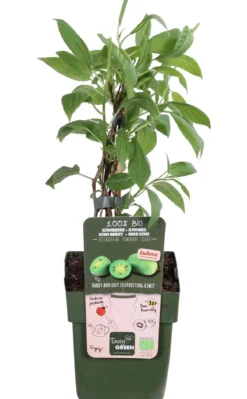 Bio Kiwi 'Issai'