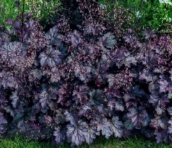Bio Kleinblütiges Purpurglöckchen 'Palace Purple'