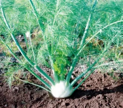 Bio Knollenfenchel, 6er Schale