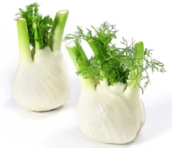 Bio Knollenfenchel, 6er Schale
