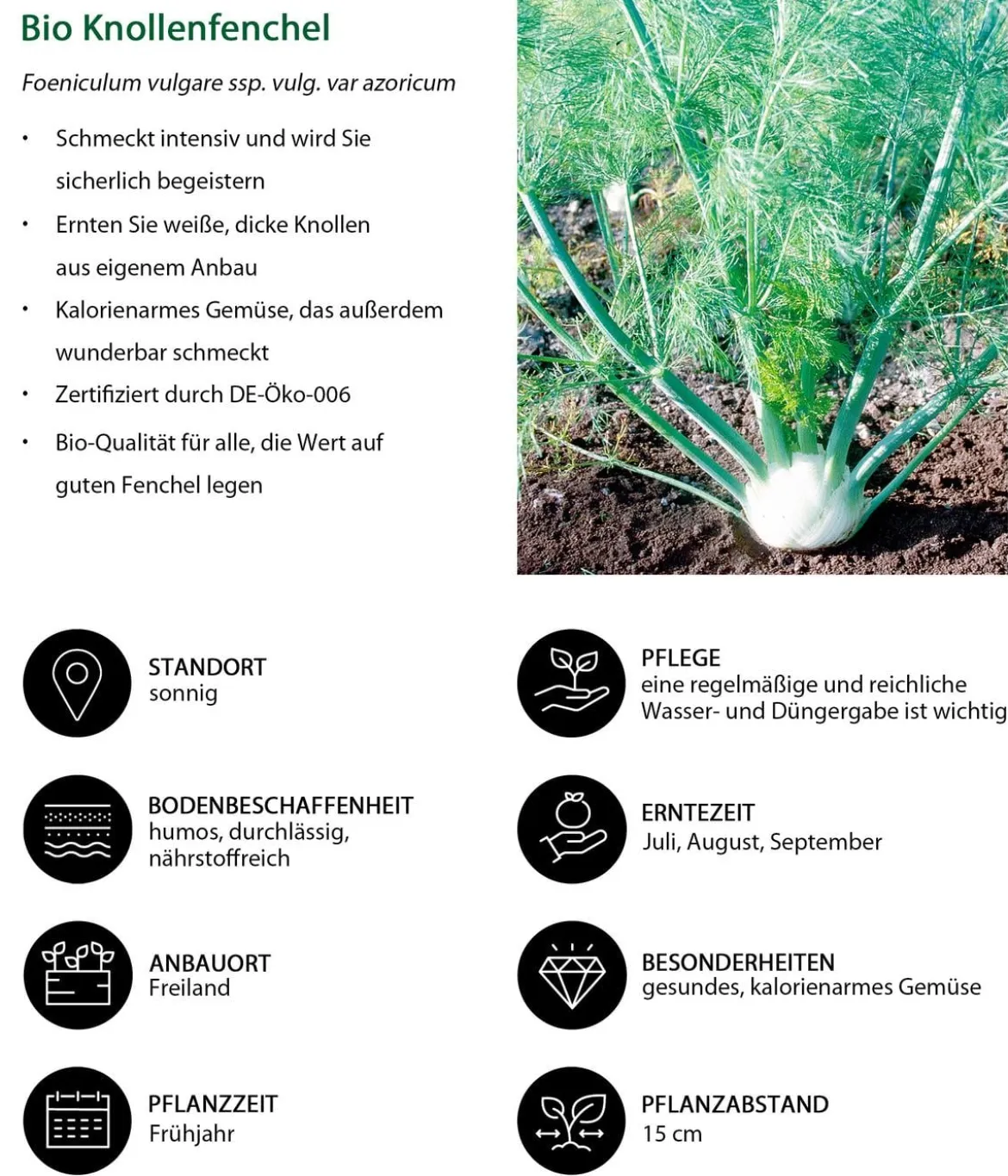 Bio Knollenfenchel, 6er Schale
