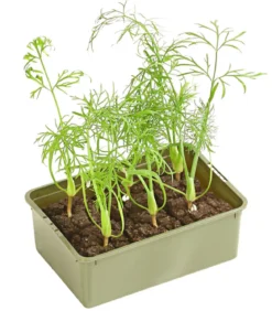 Bio Knollenfenchel, 6er Schale