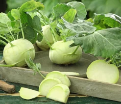 Bio Kohlrabi weiß, 6er Schale