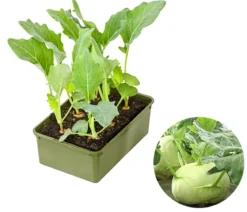 Bio Kohlrabi weiß, 6er Schale
