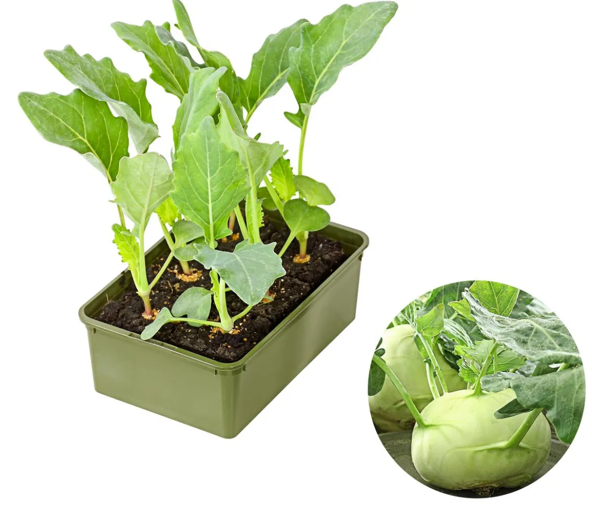 Bio Kohlrabi weiß, 6er Schale